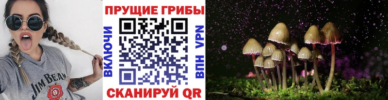наркота Москва Галлюциногенные грибы Psilocybine cubensis