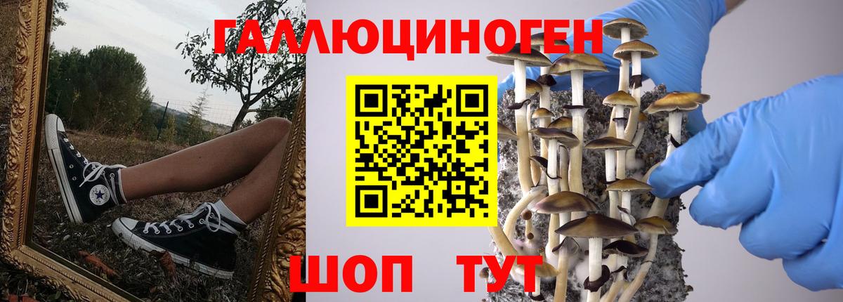 Галлюциногенные грибы Psilocybine cubensis Москва